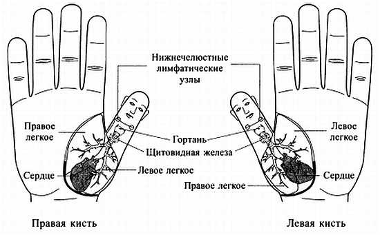 Иллюстрация к книге — Сам себе Су Джок доктор [_19.jpg]