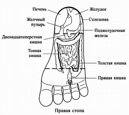 Иллюстрация к книге — Сам себе Су Джок доктор [_22.jpg]