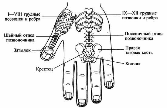 Иллюстрация к книге — Сам себе Су Джок доктор [_23.jpg]