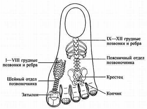 Иллюстрация к книге — Сам себе Су Джок доктор [_24.jpg]