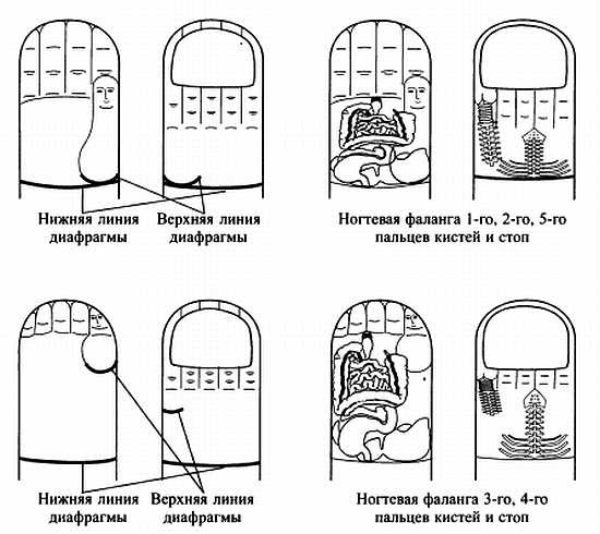 Иллюстрация к книге — Сам себе Су Джок доктор [_30.jpg]