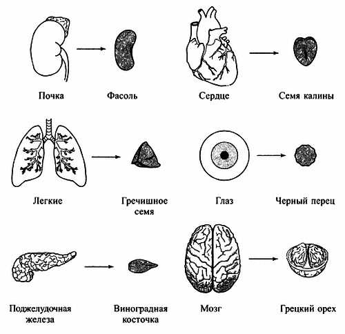 Иллюстрация к книге — Сам себе Су Джок доктор [_44.jpg]