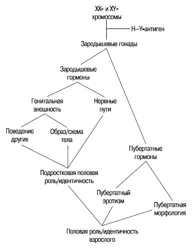 Иллюстрация к книге — Пол и гендер [autogen_ebook_id0.jpg]