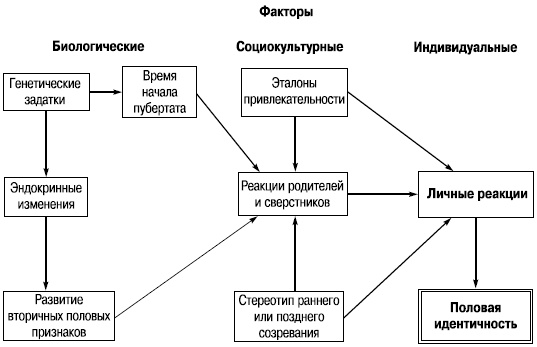 Иллюстрация к книге — Пол и гендер [autogen_ebook_id41.jpg]