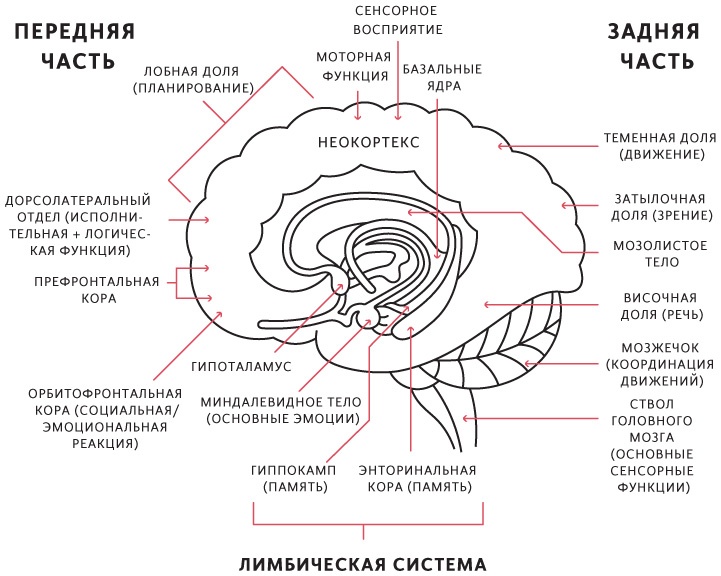 Иллюстрация к книге — Принципы. Жизнь и работа [i_018.jpg]