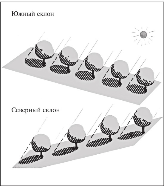 Иллюстрация к книге — Формирование и обрезка садовых деревьев [i_055.jpg]