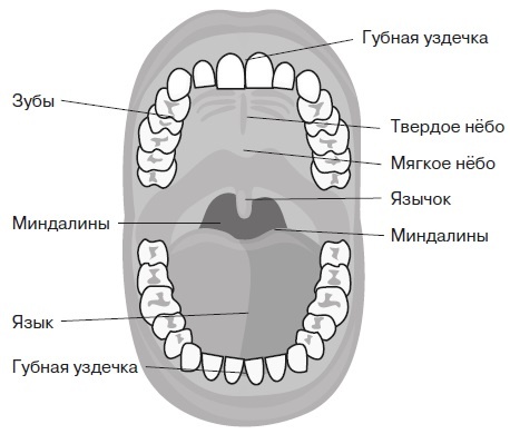 Вся правда о гормонах и не только Вся правда о гормонах и не только