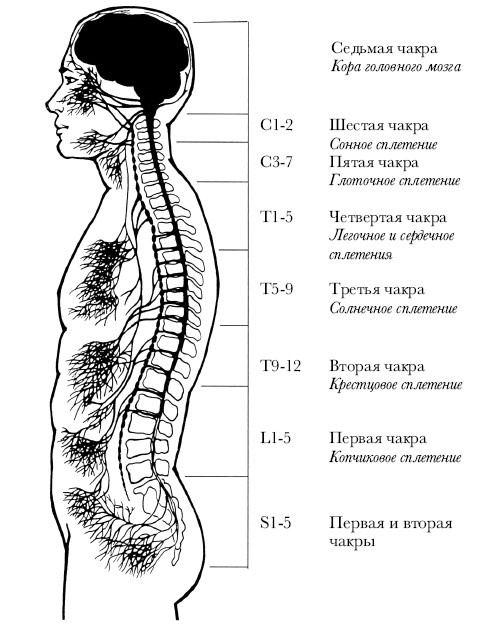 Иллюстрация к книге — Чакры. Полная энциклопедия [i_003.jpg]