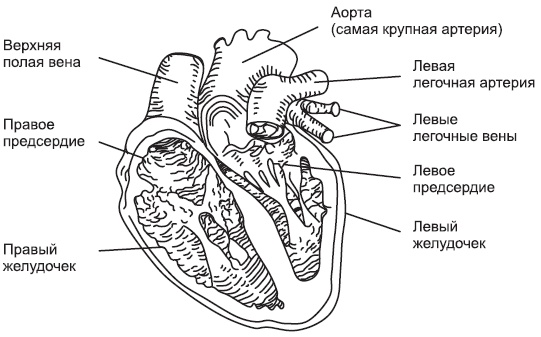 Иллюстрация к книге — Чистка сосудов и крови [i_001.jpg]