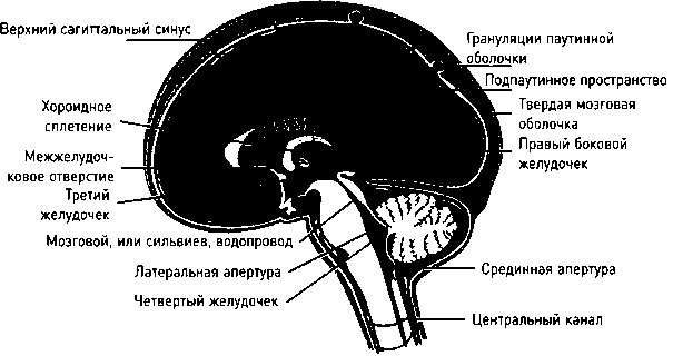 Иллюстрация к книге — Осторожно, спорт! О вреде бега, фитнеса и других физических нагрузок [img_17.jpg]