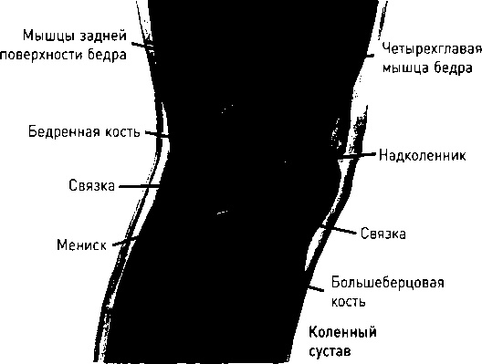 Иллюстрация к книге — Осторожно, спорт! О вреде бега, фитнеса и других физических нагрузок [img_4.jpg]
