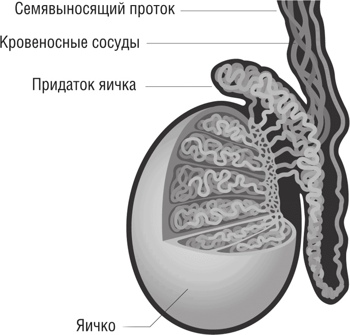 Иллюстрация к книге — ОН. Интимный разговор про тот самый орган [i_003.jpg]