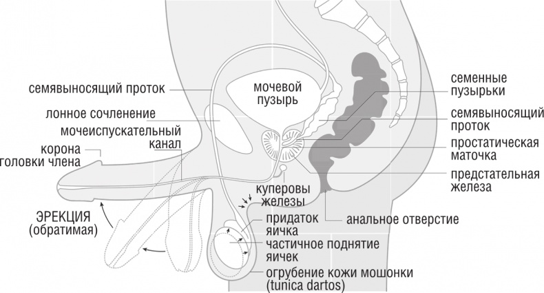 Иллюстрация к книге — ОН. Интимный разговор про тот самый орган [i_006.jpg]