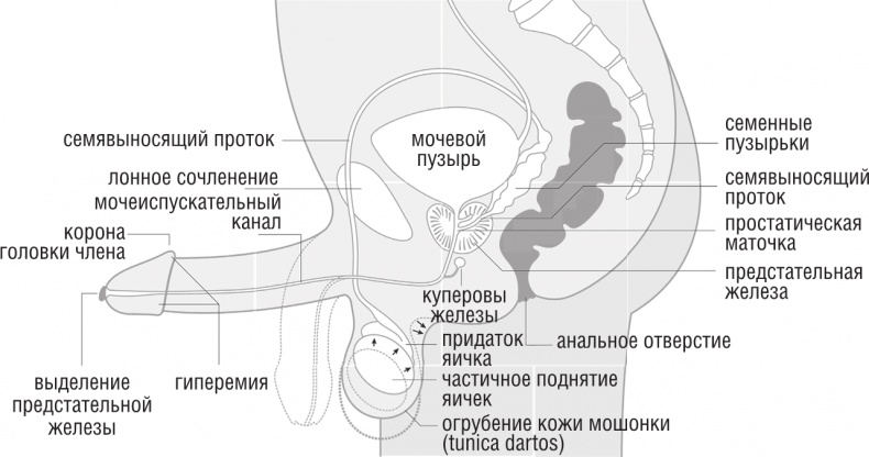 Иллюстрация к книге — ОН. Интимный разговор про тот самый орган [i_007.jpg]