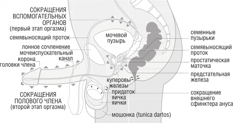 Иллюстрация к книге — ОН. Интимный разговор про тот самый орган [i_008.jpg]
