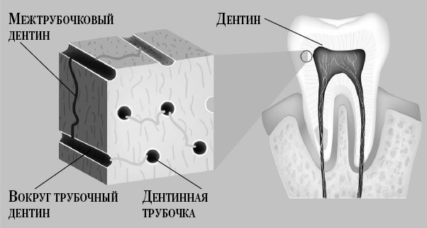 Иллюстрация к книге — Злые зубы [i_001.jpg]