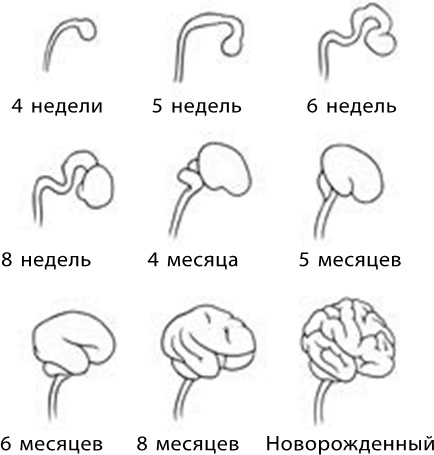 Иллюстрация к книге — 280 дней до вашего рождения. Репортаж о том, что вы забыли, находясь в эпицентре событий [i_031.jpg]