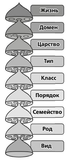 Иллюстрация к книге — Мифы о микробах и вирусах. Как живет наш внутренний мир [i_010.jpg]
