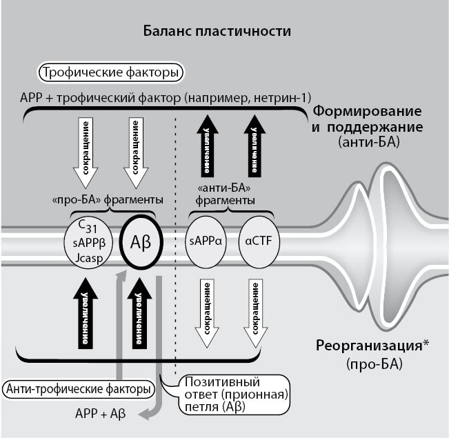 Иллюстрация к книге — Нестареющий мозг [i_009.jpg]