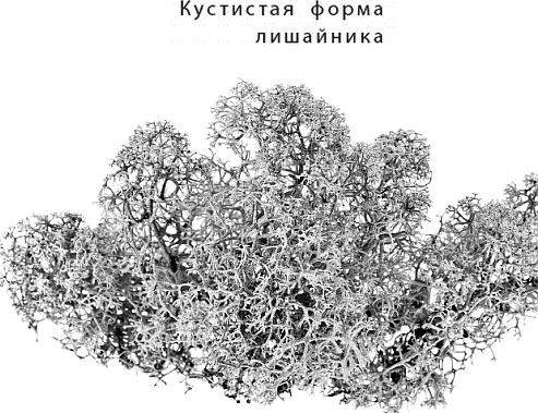Иллюстрация к книге — Лесная сказка. С вопросами и ответами для почемучек [i_083.jpg]