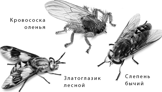 Иллюстрация к книге — Лесная сказка. С вопросами и ответами для почемучек [i_100.jpg]