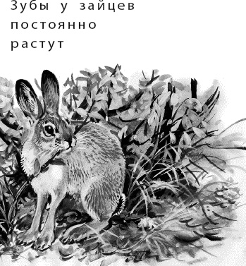 Иллюстрация к книге — Лесная сказка. С вопросами и ответами для почемучек [i_116.jpg]