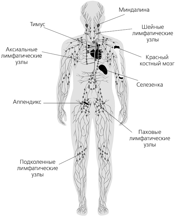 Иллюстрация к книге — Как работает иммунитет [i_003.jpg]