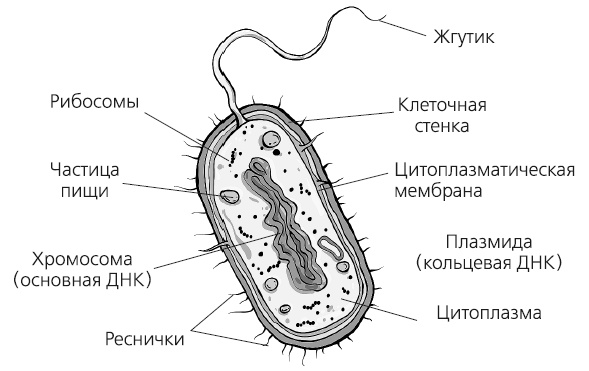 Иллюстрация к книге — Как работает иммунитет [i_005.jpg]
