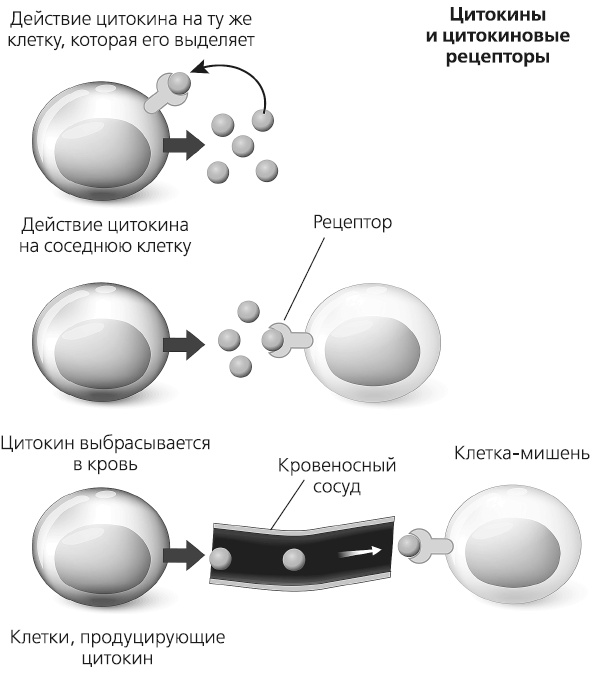 Иллюстрация к книге — Как работает иммунитет [i_023.jpg]