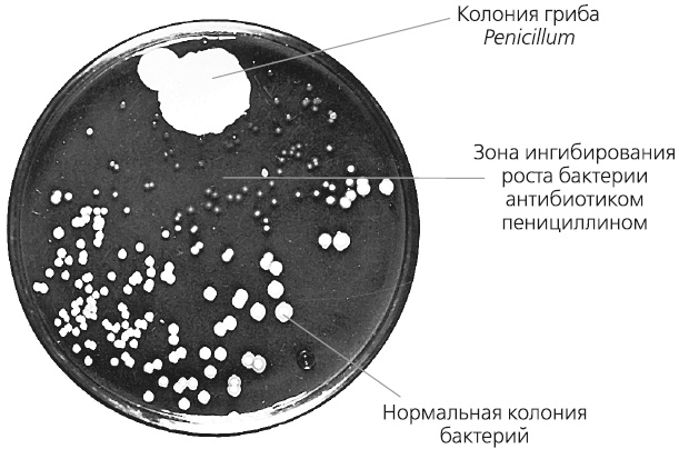 Иллюстрация к книге — Как работает иммунитет [i_028.jpg]