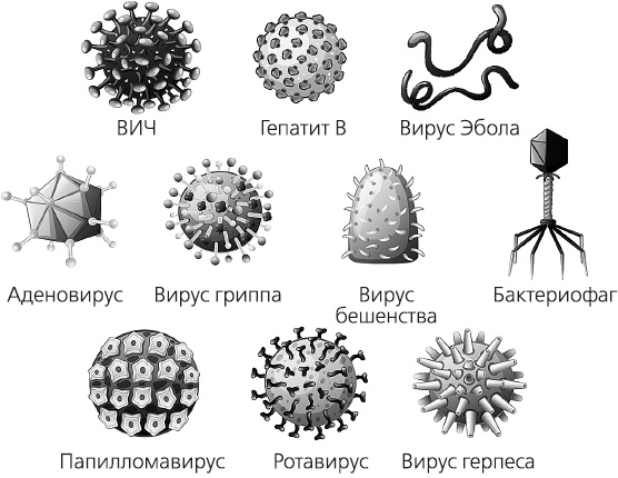 Иллюстрация к книге — Как работает иммунитет [i_036.jpg]