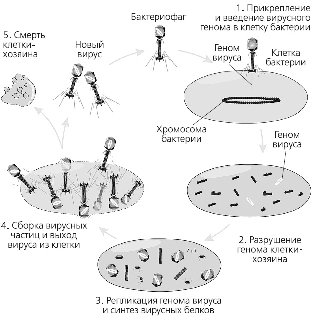 Иллюстрация к книге — Как работает иммунитет [i_067.jpg]