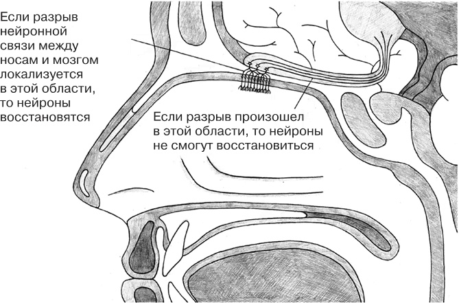 Иллюстрация к книге — Заблокированные нейроны  [i_057.jpg]