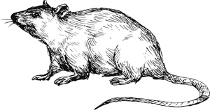 Иллюстрация к книге — Коты, вернувшие мне улыбку. История о счастье, книгах и всеобщих любимцах Бейкере и Тейлоре [i_002.jpg]