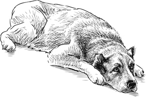 Иллюстрация к книге — Коты, вернувшие мне улыбку. История о счастье, книгах и всеобщих любимцах Бейкере и Тейлоре [i_018.jpg]