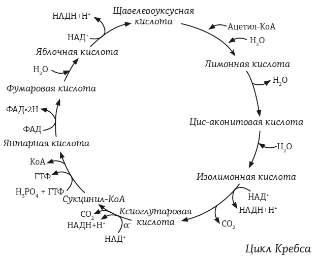 Иллюстрация к книге — #КетоДиета. Есть жир можно! [i_003.jpg]