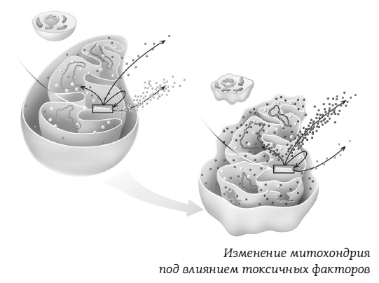 Иллюстрация к книге — #КетоДиета. Есть жир можно! [i_011.jpg]