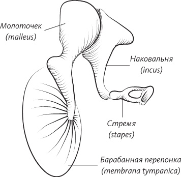 Невероятная случайность бытия. Эволюция и рождение человека