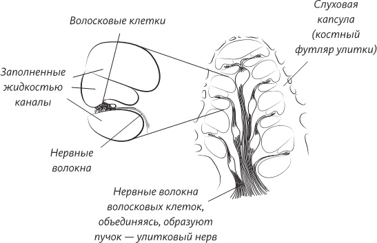 Невероятная случайность бытия. Эволюция и рождение человека