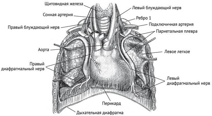Иллюстрация к книге — Йога тонкого тела. Руководство по физической и энергетической анатомии йоги [i_038.jpg]