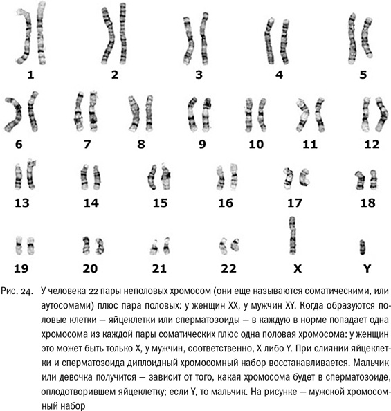 Иллюстрация к книге — ДНК и её человек. Краткая история ДНК-идентификации [i_024.jpg]