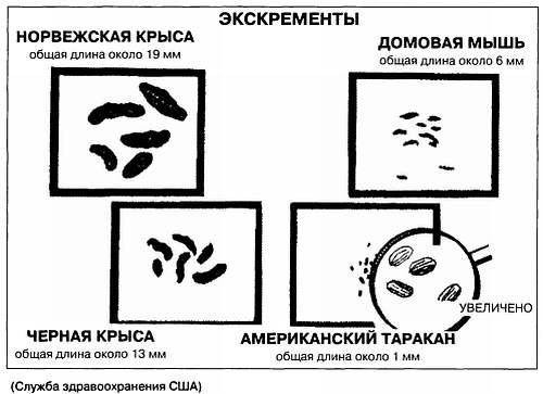Иллюстрация к книге — Хитрее человека. Исчерпывающая история крысы и человеческая  цивилизация [_74.jpg]