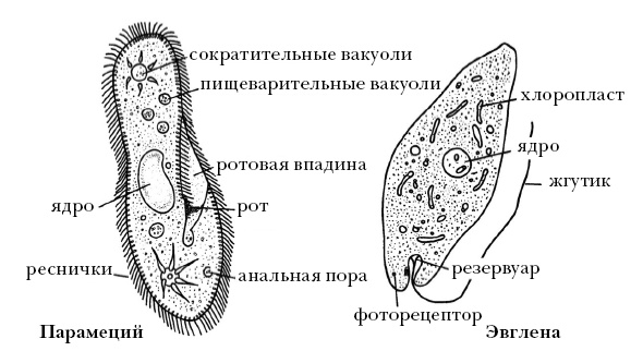 Иллюстрация к книге — О чем думают растения [i_003.jpg]