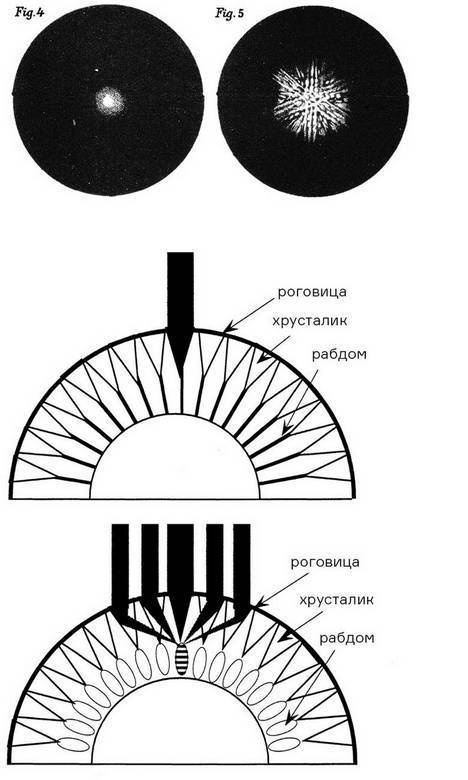 Иллюстрация к книге — Инсектопедия [i_100.jpg]