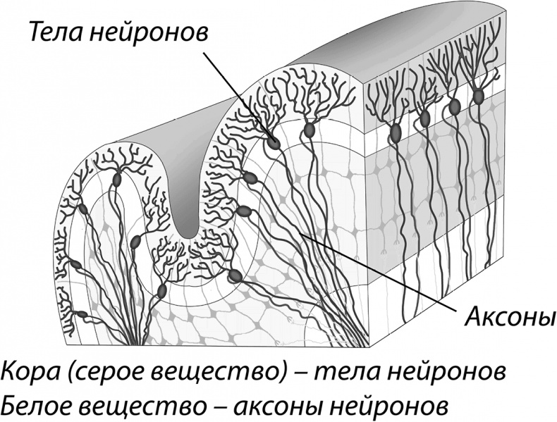 Иллюстрация к книге — Мозговодство  [i_013.jpg]