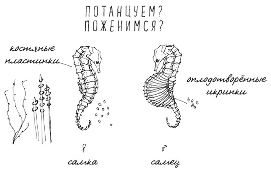 Иллюстрация к книге — Может ли жираф облизать свои уши? [i_040.jpg]