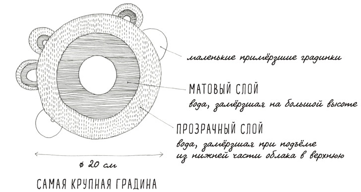 Иллюстрация к книге — Может ли жираф облизать свои уши? [i_182.jpg]