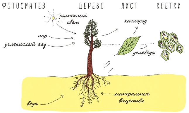 Иллюстрация к книге — Может ли жираф облизать свои уши? [i_296.jpg]