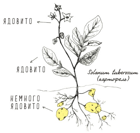 Иллюстрация к книге — Может ли жираф облизать свои уши? [i_298.jpg]