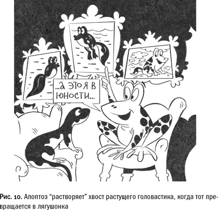 Иллюстрация к книге — Кривое зеркало жизни. Главные мифы о раке, и что современная наука думает о них [i_039.jpg]